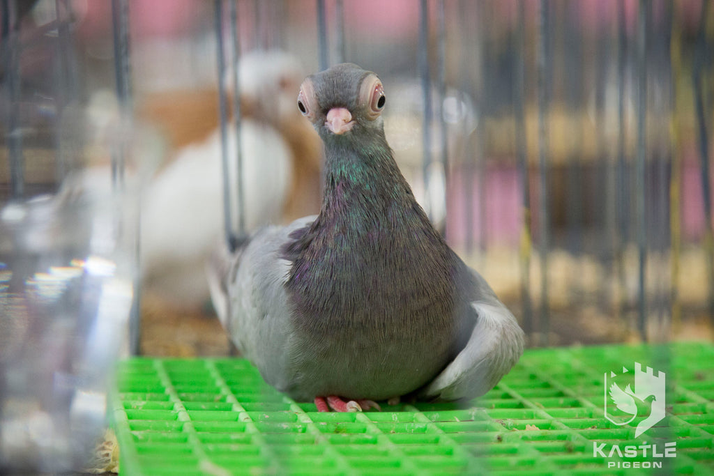 National Young Bird Show Photos Kastle Pigeon