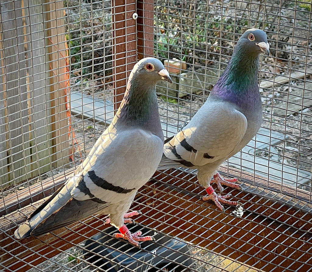 Treating and preventing sick pigeons with probiotics