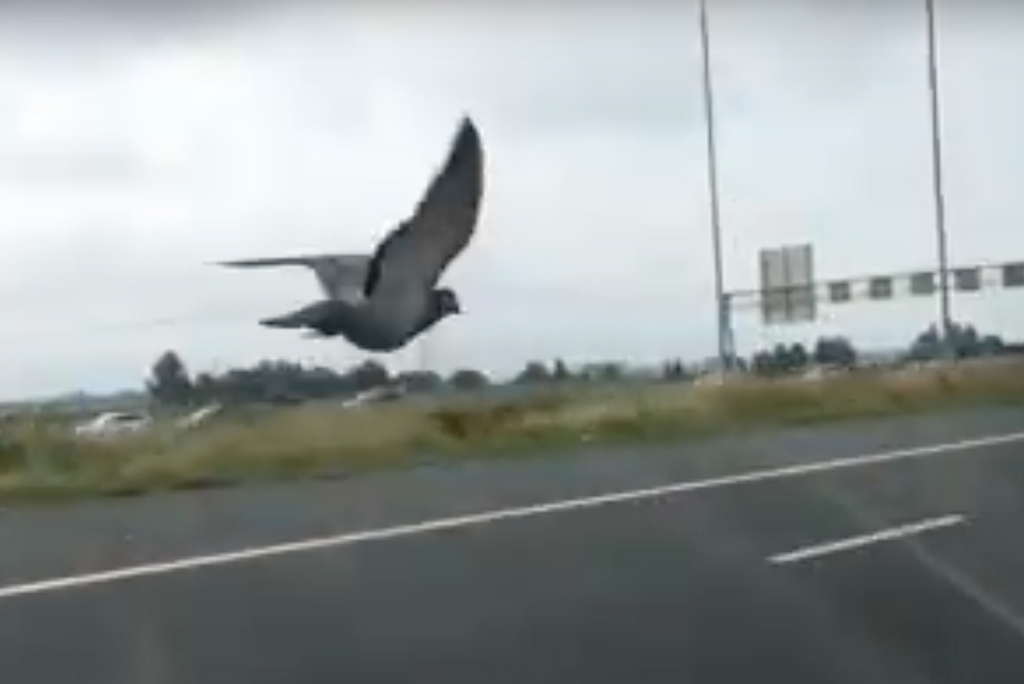 Watch this bad-ass pigeon scream through traffic at 100km/hour