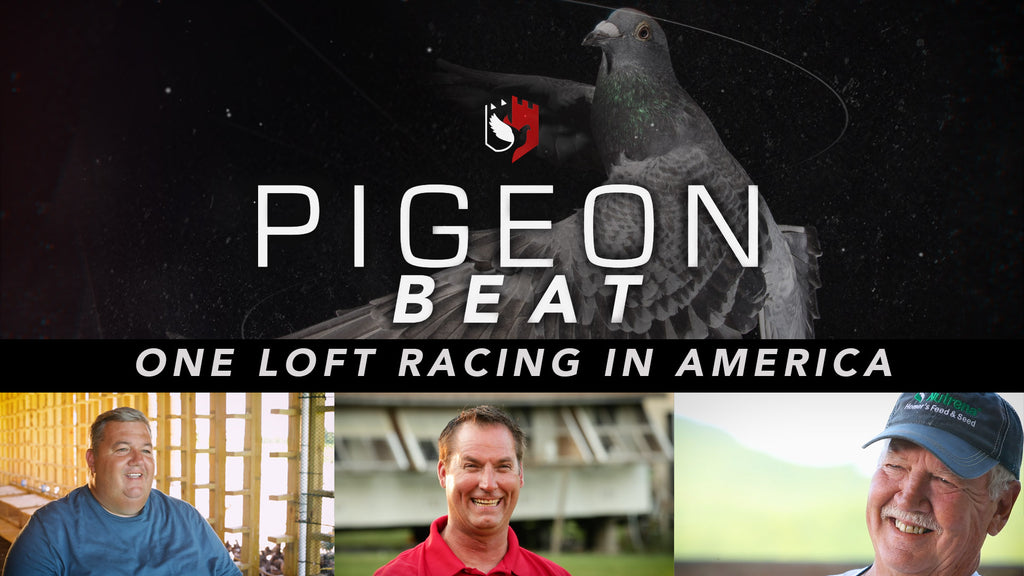 Pigeon Beat trailer for Episode 1 is released