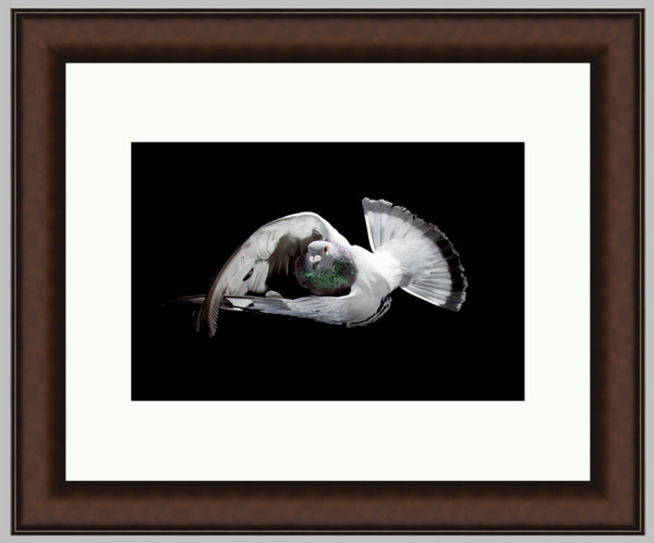 racing pigeon photo