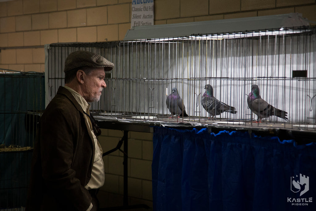 Photos from the 2017 Louisville Young Bird pigeon show