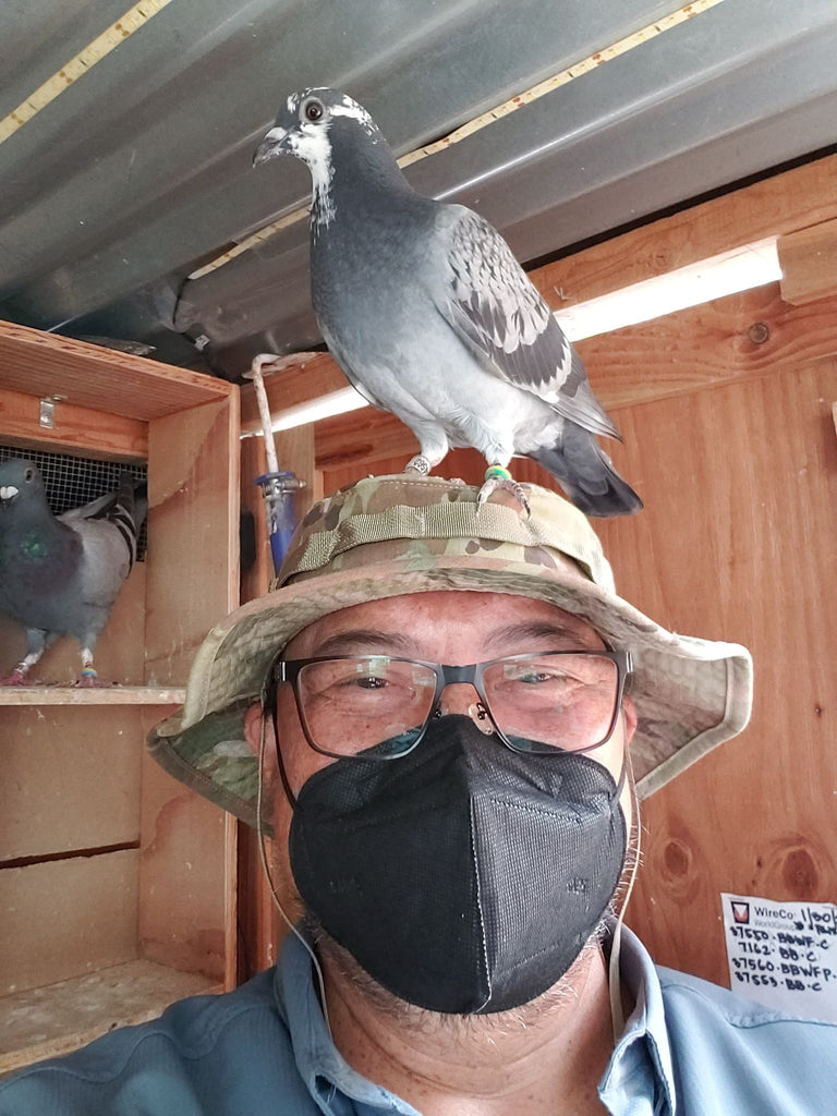 George Lorenzo's Racing Pigeons stay healthy with Kastle Pigeon