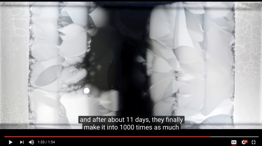 Watch e. Coli evolve, adapt and conquer 1000x strength antibiotics