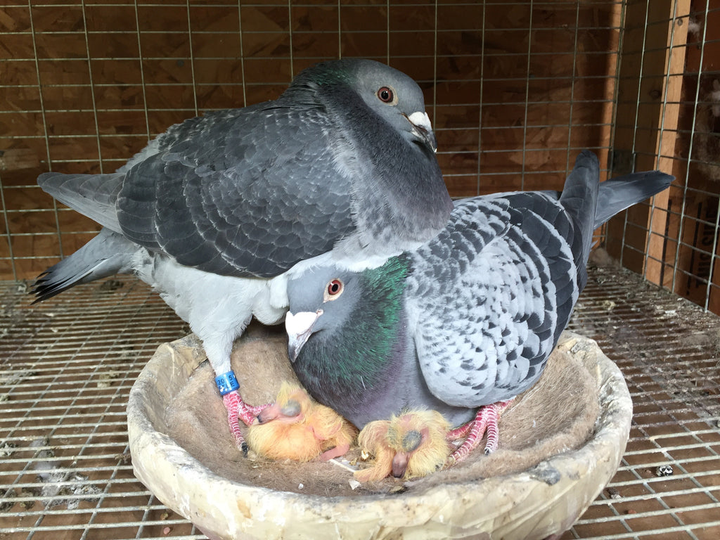 How to use Kastle Pigeon Breeder Advantage