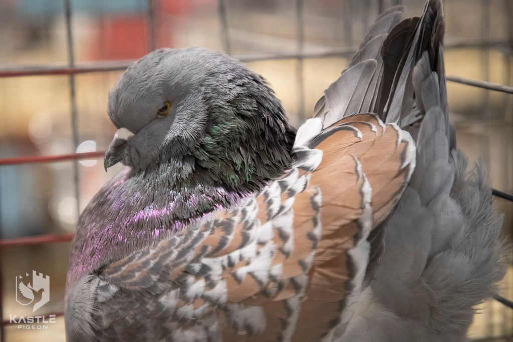Photos from the 2019 National Young Bird Pigeon Show in Louisville