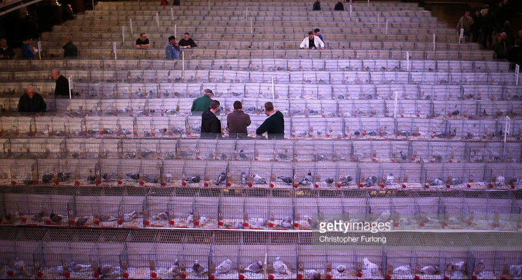 Pigeon photos from the Blackpool show