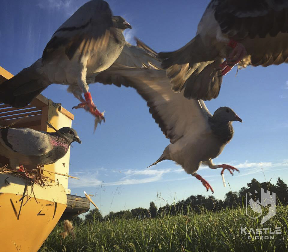 The Pigeon Photographer featured by the University of Kentucky