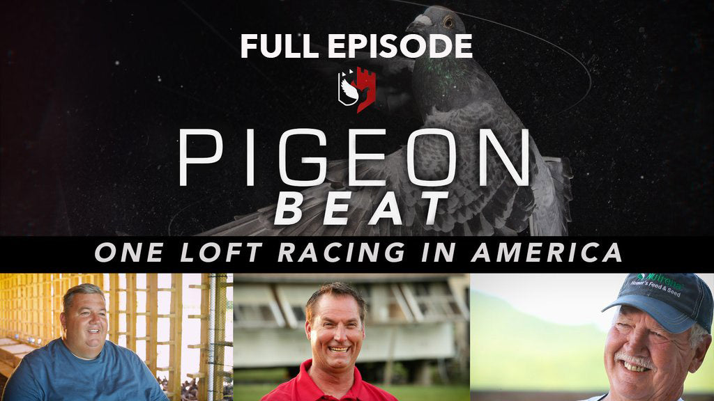 Pigeon Beat: One Loft Racing in America FULL episode