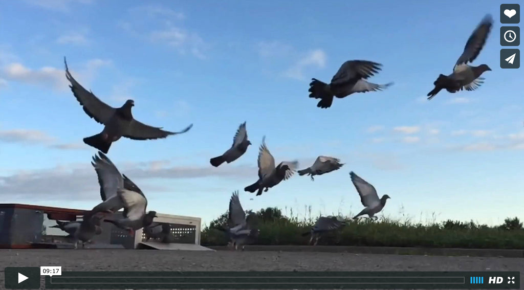 Behind the scenes with The Pigeon Photographer