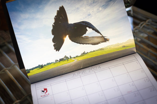 2024 Pigeon Photo Calendar