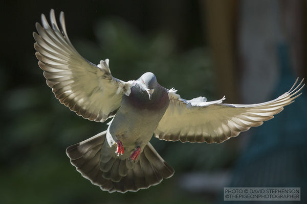 Healthy Racing homing pigeon flying