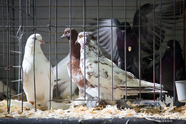 fancy show pigeons probiotic