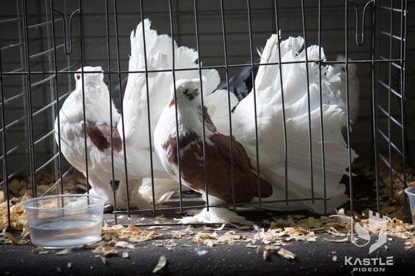 fantail show pigeons probiotics