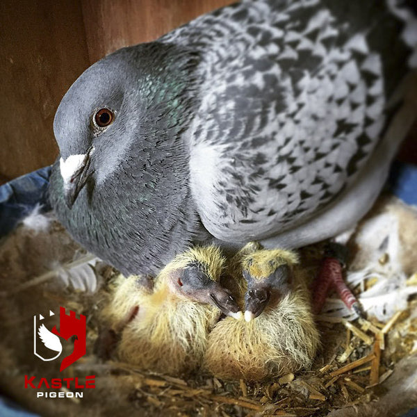 racing pigeon breeding healthy babies chicks hatchlings
