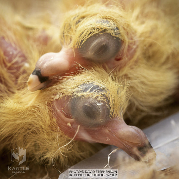 healthy baby pigeon hatchlings